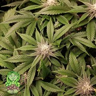 Trichome Jungle Seeds Pink Pineapple