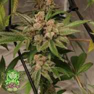 Trichome Jungle Seeds Raspberry Soul