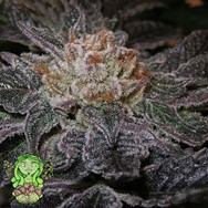 Trichome Jungle Seeds Tropical Cherry