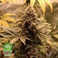 Trichome Jungle Seeds Tropical Soul