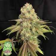 Trichome Jungle Seeds Lillt