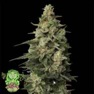 Trichome Jungle Seeds Rose Soul