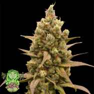 Trichome Jungle Seeds Tropical Orange Soul