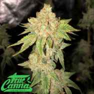 True Canna Genetics Citrus Valley