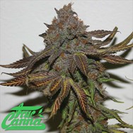 True Canna Genetics Terpzookie