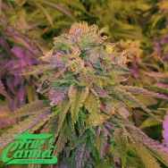 True Canna Genetics Tora Bora Cookies