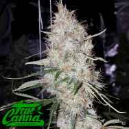 True Canna Genetics Britney