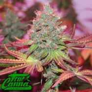 True Canna Genetics Cheddar Valley