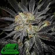 True Canna Genetics Cookie Fever