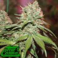 True Canna Genetics Exodus Valley