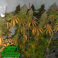 True Canna Genetics Filipina Queen