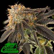 True Canna Genetics Pink Cookie Bliss