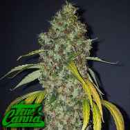 True Canna Genetics True Love