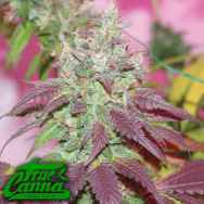 True Canna Genetics Violet Cookies