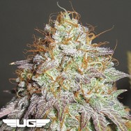 Ultra Genetics Seeds Aunt Jewmima Golden Syrup