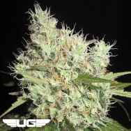 Ultra Genetics Seeds Cheese on Toast