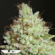 Ultra Genetics Seeds Pornstar Martini