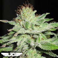 Ultra Genetics Seeds Super Silver Mandarin