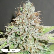 Ultra Genetics Seeds Terpatron 3000