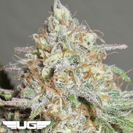 Ultra Genetics Seeds Yum Bongo