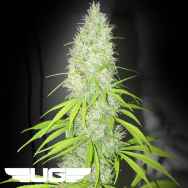 Ultra Genetics Seeds Afro Jam Haze