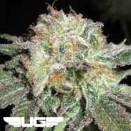 Ultra Genetics Seeds Blue Cheese & Pickles