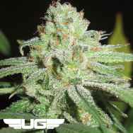 Ultra Genetics Seeds Cheesy Fruit