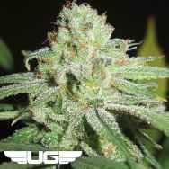 Ultra Genetics Seeds Cheesy Fruits