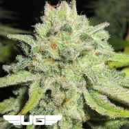 Ultra Genetics Seeds Cheesy Marmalade Toast