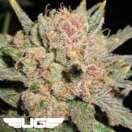 Ultra Genetics Seeds Chutney And Cheese