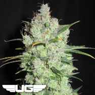 Ultra Genetics Seeds Cream Cheese Frosting