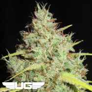 Ultra Genetics Seeds Darkside Cheese