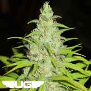 Ultra Genetics Seeds Fruit Cocktail