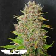 Ultra Genetics Seeds Mendo Grape Widow