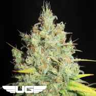 Ultra Genetics Seeds Nord Stream Gas