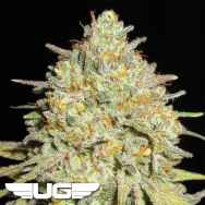 Ultra Genetics Seeds Sour Cheese Gob Stopper