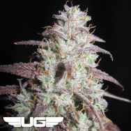 Ultra Genetics Seeds Sour Gob Stopper