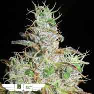 Ultra Genetics Seeds Sour Grape Jam