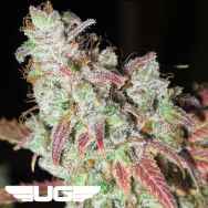 Ultra Genetics Seeds Sour Grape Kush S1