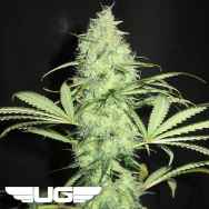 Ultra Genetics Seeds Sunday Gravy