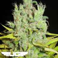 Ultra Genetics Seeds Super Silver Grapefruit