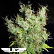 Ultra Genetics Seeds Super Silver Martian Haze