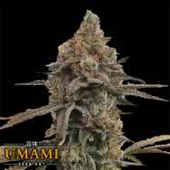 Umami Seed Co. x DNA Genetics Color Theory
