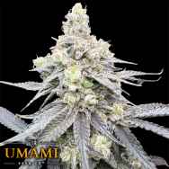 Umami Seed Co. x DNA Genetics Juice Pack
