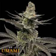 Umami Seed Co. x DNA Genetics Melt Mode