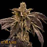 Umami Seed Co. Prime Lime