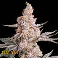 Umami Seed Co. x DNA Genetics Strawzilla