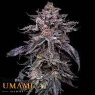 Umami Seed Co. Zodaza