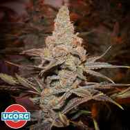 Underground Originals Seeds KillerColada