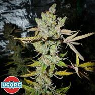 Underground Originals Seeds UGORG#1 BX1